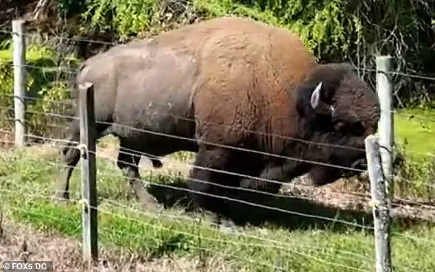 Rare Attack by Gentle Giant Buffalo Leaves 83-Year-Old Maryland Farmer Hospitalized, Eyewitnesses Describe 'Terrifying Force' of Charge