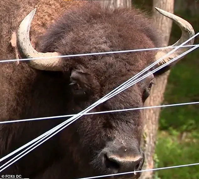 Rare Attack by Gentle Giant Buffalo Leaves 83-Year-Old Maryland Farmer Hospitalized, Eyewitnesses Describe 'Terrifying Force' of Charge