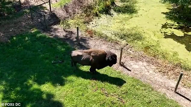 Rare Attack by Gentle Giant Buffalo Leaves 83-Year-Old Maryland Farmer Hospitalized, Eyewitnesses Describe 'Terrifying Force' of Charge
