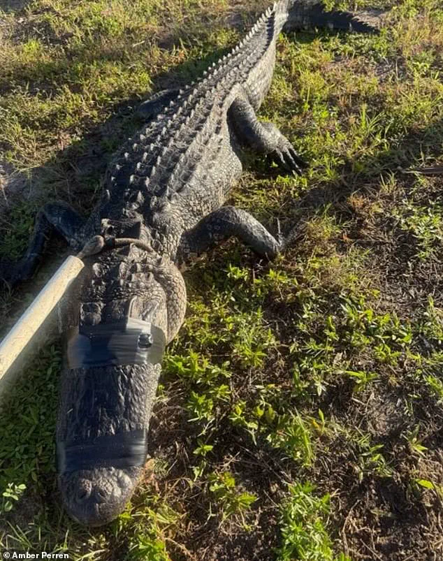 Privileged Access: The Hidden Dangers of Florida's Rivers Revealed Through a Rare Alligator Attack