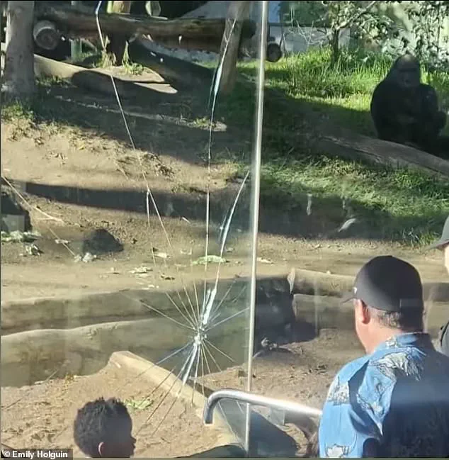San Diego Zoo in Crisis: 400-Pound Gorilla Shatters Barrier as Panic Erupts This Weekend