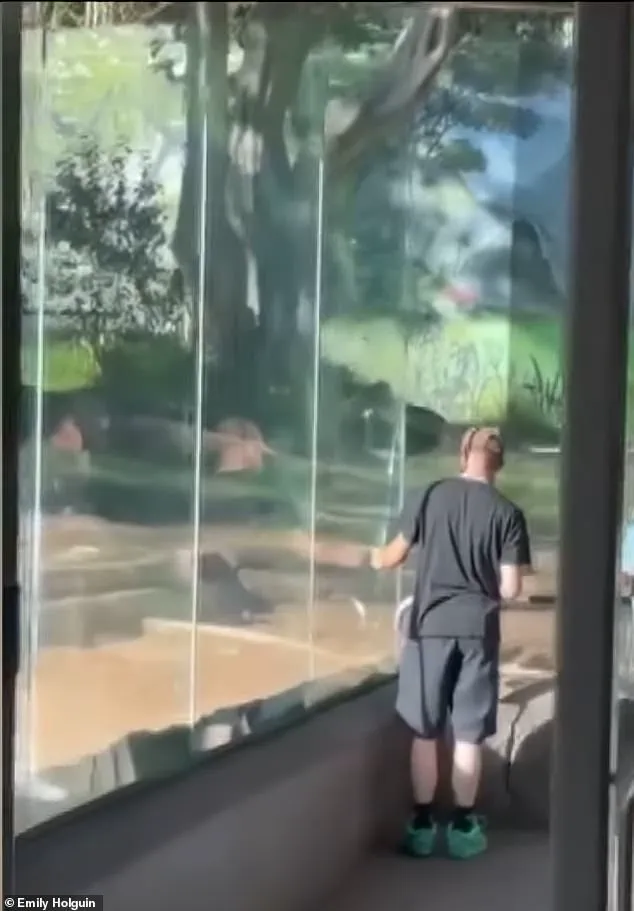 San Diego Zoo in Crisis: 400-Pound Gorilla Shatters Barrier as Panic Erupts This Weekend