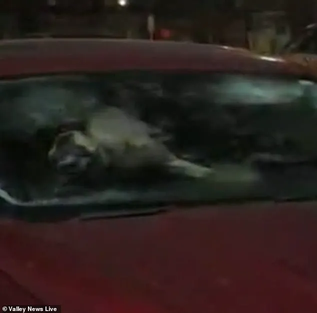 Heart-Wrenching Discovery of Neglected Dogs in Freezing Minnesota Parking Lot Sparks Community Outcry