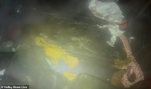 Heart-Wrenching Discovery of Neglected Dogs in Freezing Minnesota Parking Lot Sparks Community Outcry