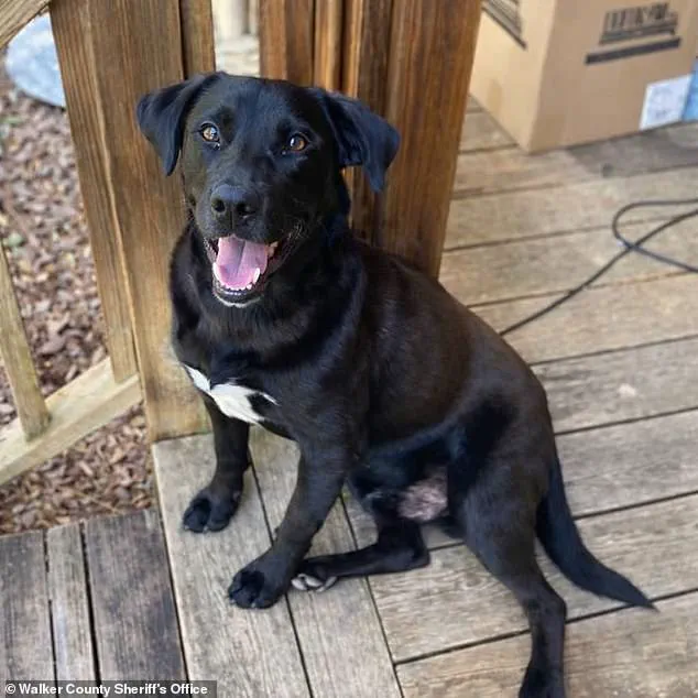 Autopsy Reveals Hypothermia as Cause of Death for Missing Alabama Child John John Boley