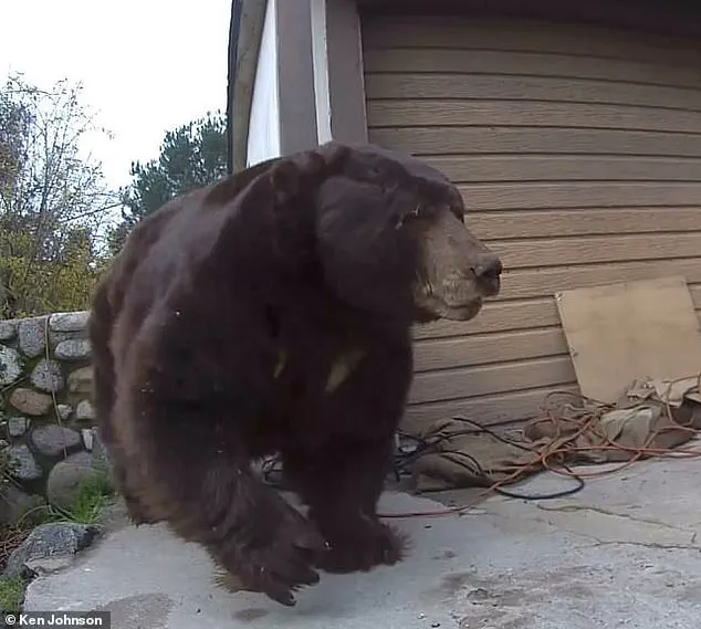 California Homeowner Finally Removes 550-Pound Bear After Month-Long Ordeal