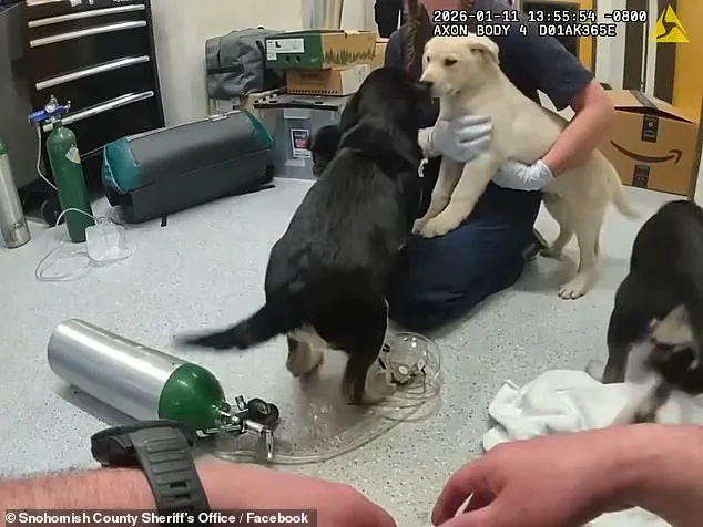 Firefighters Rescue Puppies from Suspected Opioid Overdose, Sparking Debate on Animal Safety and Emergency Response