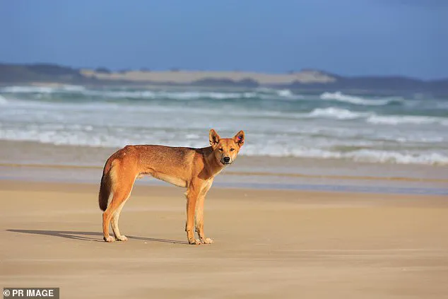 19-Year-Old Canadian Woman Found by Dingoes on K'gari, Community in Shock