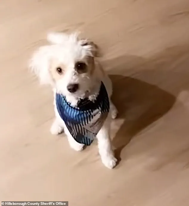 Former Florida Officer Charged with Aggravated Animal Cruelty for Poisoning Ex-Girlfriend's Dog, Sheriff's Department Says