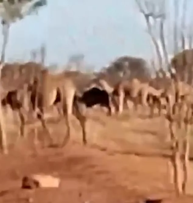Thousand Feral Camels Fuel Chaos in Mount Liebig as Extreme Heat Sparks Water Crisis