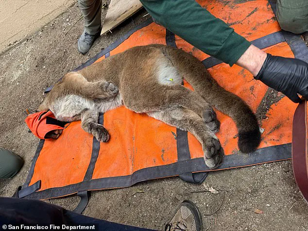San Francisco Residents in Tension as 77-Pound Mountain Lion Captured After 30-Hour Standoff