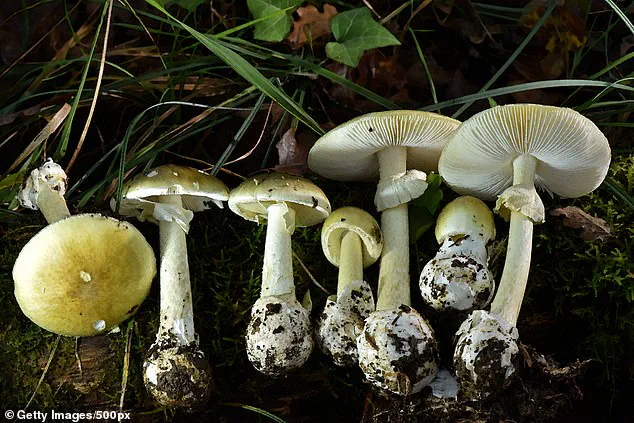 Fourth Fatality from Death Cap Mushroom Poisoning in Northern California Highlights Public Health Crisis