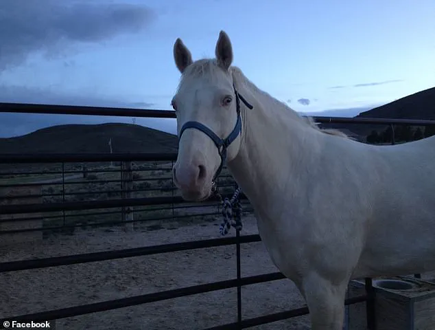 Maple Valley Gang Member Accused of Sacrificing Horse in Tribute to Deceased Co-Conspirator