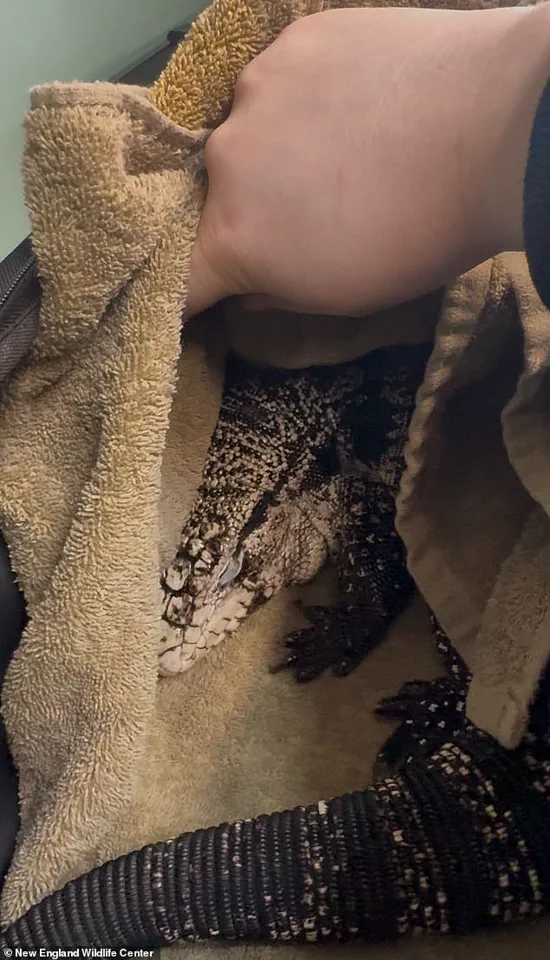 Rhode Island Man Stunned by Discovery of Tegu Lizard in Winter Snowstorm: 'I Couldn't Believe My Eyes'