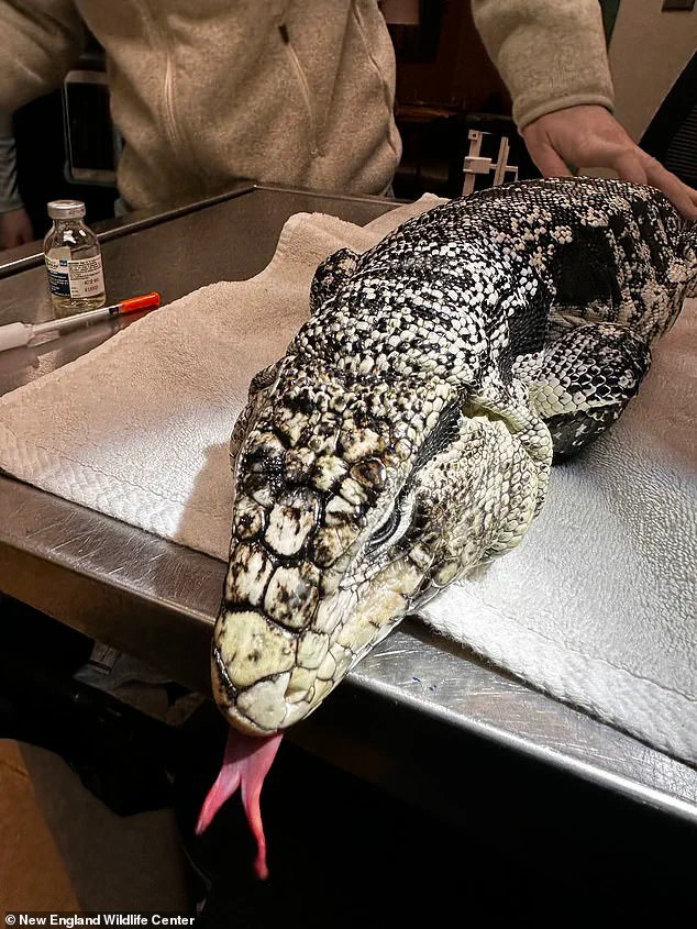 Rhode Island Man Stunned by Discovery of Tegu Lizard in Winter Snowstorm: 'I Couldn't Believe My Eyes'