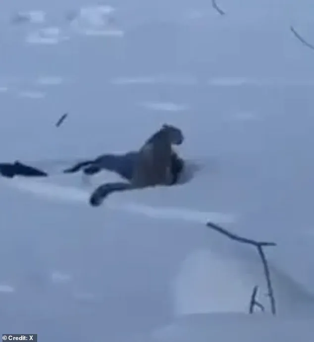 Snow Leopard Attack Injures Tourist in China's UNESCO Geopark, Highlighting Wildlife Risk