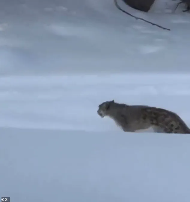 Snow Leopard Attack Injures Tourist in China's UNESCO Geopark, Highlighting Wildlife Risk