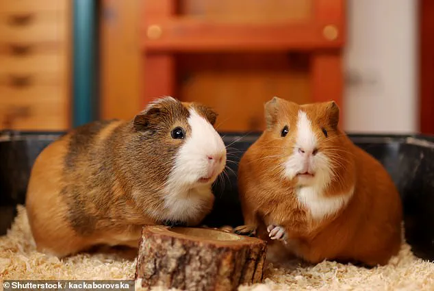 Jason Ader's Financial Collapse: Mother Sues Over Defaulted $13M Loan