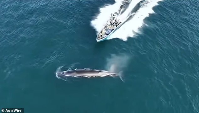 Protected Bryde's Whale Struck by Fishing Vessel Near Weizhou Island, China
