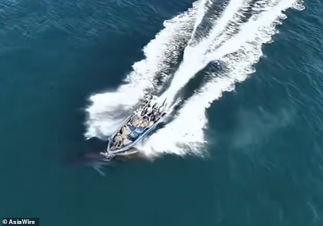 Protected Bryde's Whale Struck by Fishing Vessel Near Weizhou Island, China