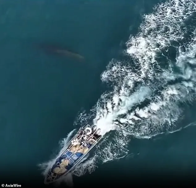 Protected Bryde's Whale Struck by Fishing Vessel Near Weizhou Island, China