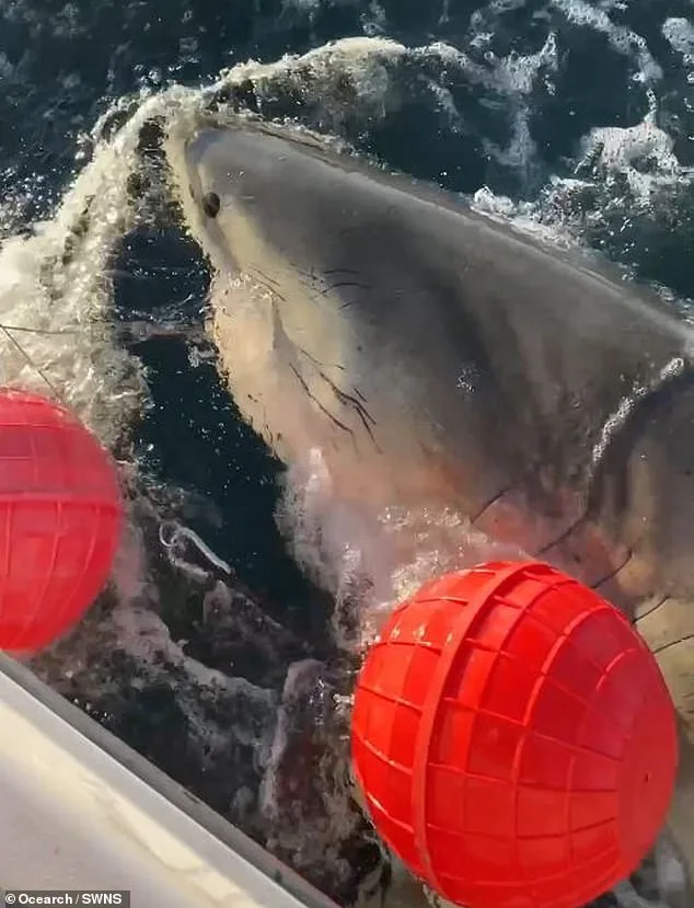 Great White Shark Contender Detected Off North Carolina Coast, Continuing 1,700-Mile Migration Journey