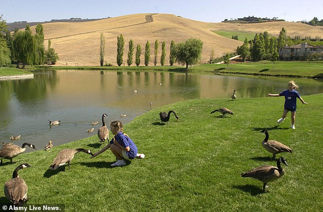 Luxury's Hidden Stain: Blackhawk's Neglected Pond Threatens Property Values and Prestige