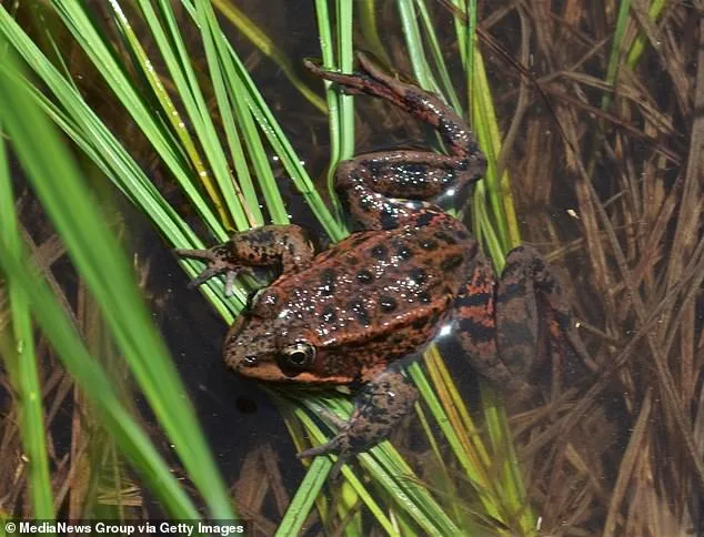 Luxury's Hidden Stain: Blackhawk's Neglected Pond Threatens Property Values and Prestige