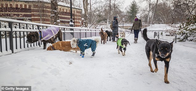 Palestinian Activist's Joke About Banning Dogs in NYC Sparks Backlash Over Religious Claims