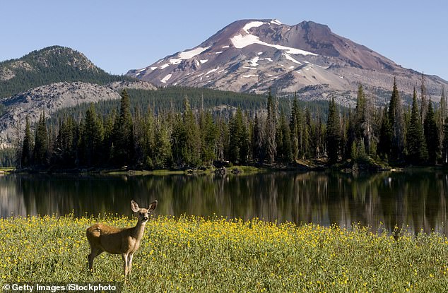 Oregon's Ballot Initiative Aims to End Hunting, Fishing, Redefining Wildlife Protections