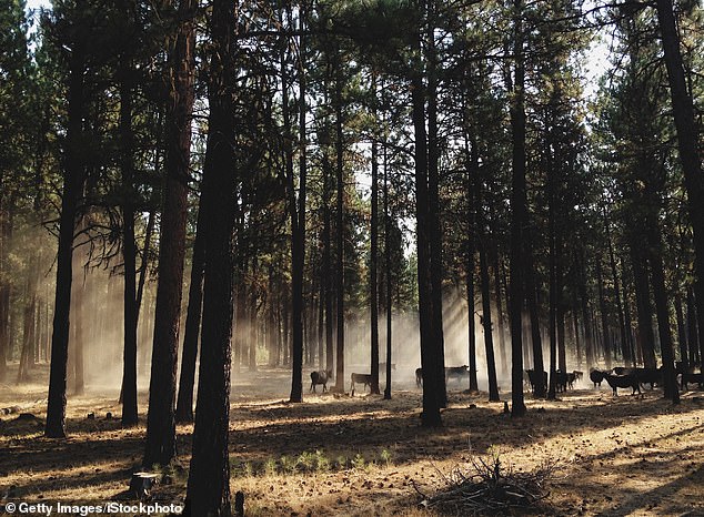 Oregon's Ballot Initiative Aims to End Hunting, Fishing, Redefining Wildlife Protections