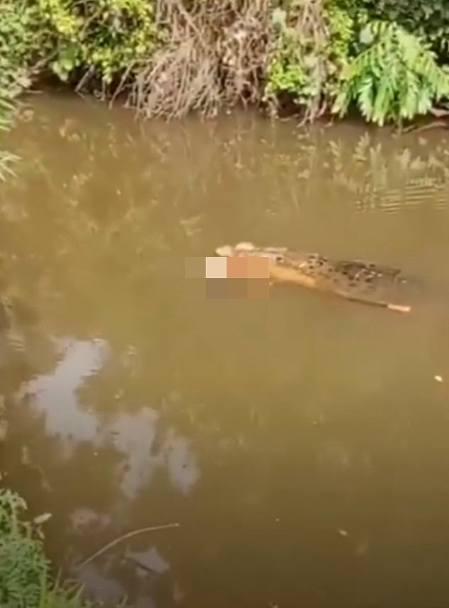 Tragedy in Teluk Dalam: Woman Killed by Crocodile in Aceh River