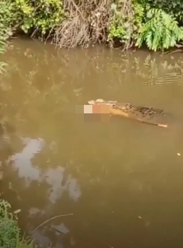 Tragedy in Teluk Dalam: Woman Killed by Crocodile in Aceh River