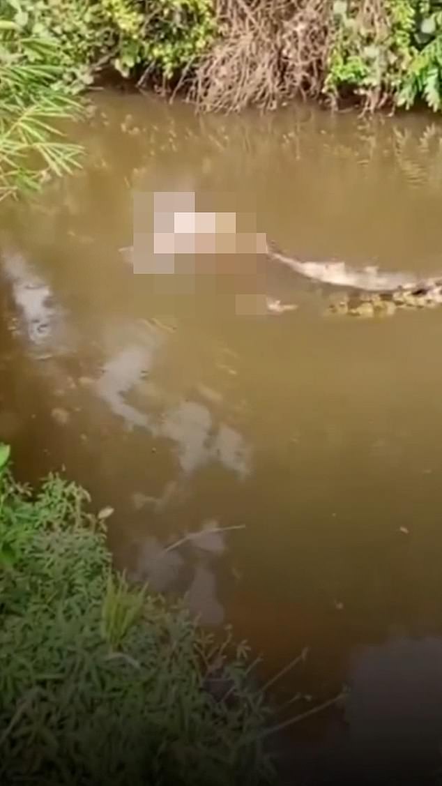 Tragedy in Teluk Dalam: Woman Killed by Crocodile in Aceh River