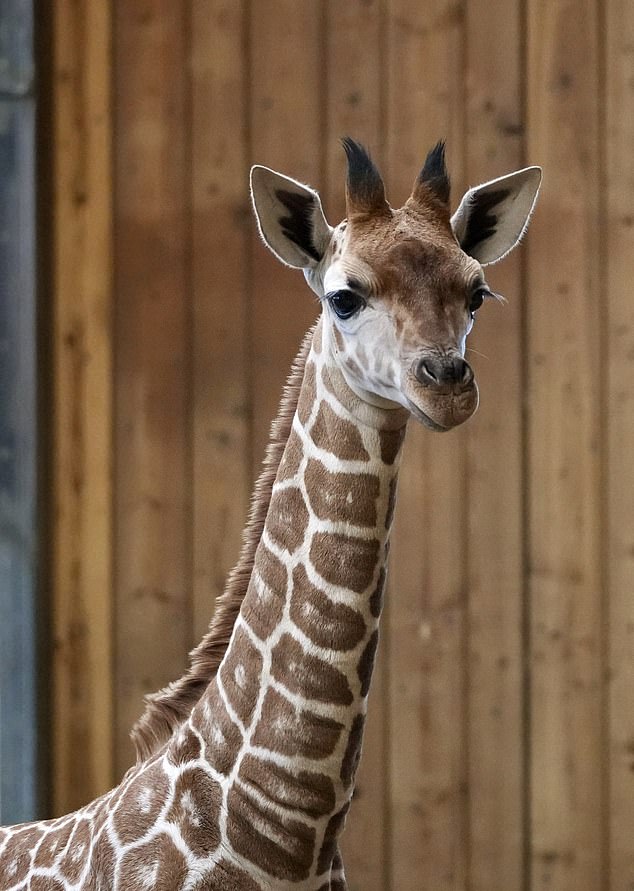 Heart-Wrenching Tragedy at Detroit Zoo: Baby Giraffe Okidi Dies After Fatal Accident in Habitat