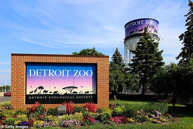 Heart-Wrenching Tragedy at Detroit Zoo: Baby Giraffe Okidi Dies After Fatal Accident in Habitat