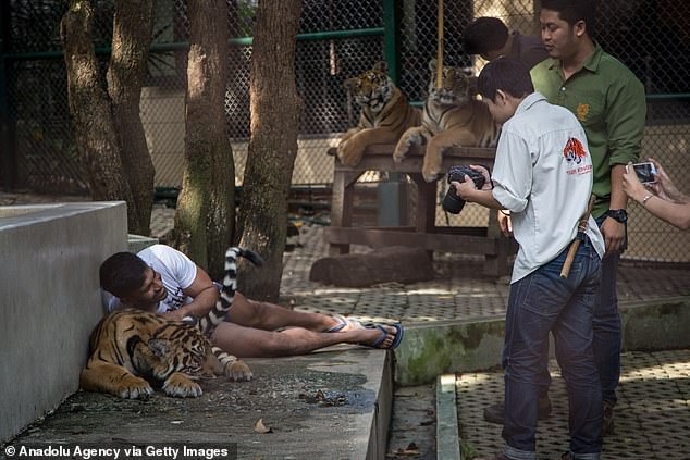 Mysterious Death of 72 Tigers at Thailand's Tiger Kingdom Linked to Canine Distemper, Investigation Continues