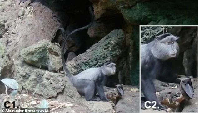 Alarming Footage from Ugandan Cave Reveals Marburg Virus Transmission Risks