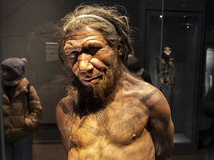 Groundbreaking Study Reveals Neanderthal Males Were Primary Partners in Interspecies Breeding, Shifting Human Evolution Understanding