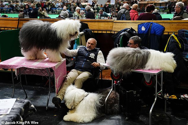 Thousands of Dogs Compete at Birmingham's NEC for the Prestigious Best in Show Title
