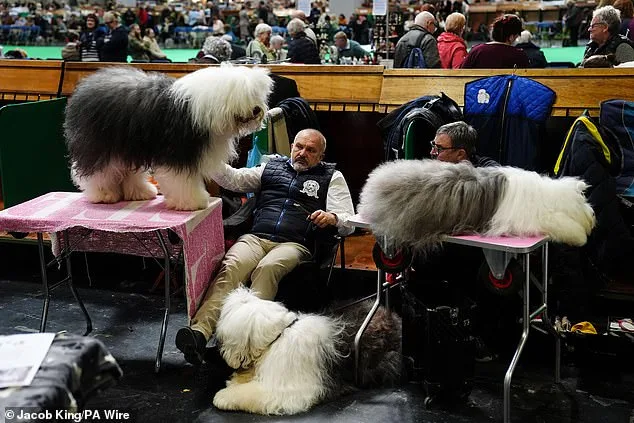 Thousands of Dogs Compete at Birmingham's NEC for the Prestigious Best in Show Title