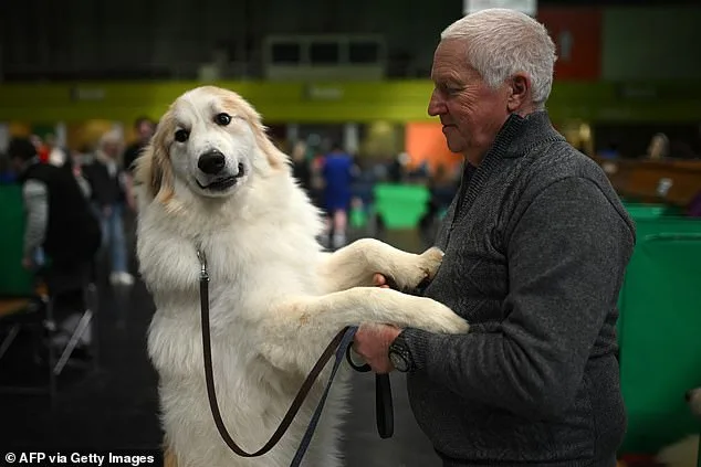 Thousands of Dogs Compete at Birmingham's NEC for the Prestigious Best in Show Title