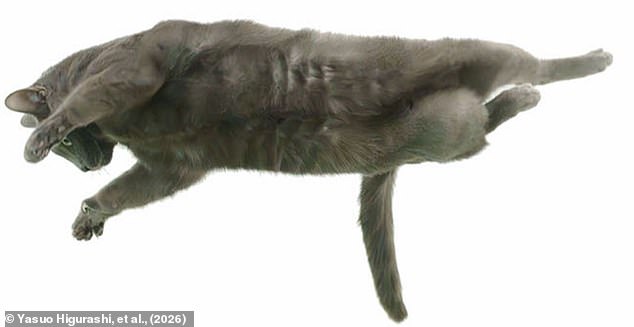 Decoding the Secret Behind Cats' Righting Reflex: A Scientific Breakthrough