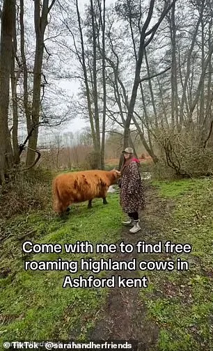 TikTok Trend Alarms Conservationists: Human Interaction Threatens Highland Cows in Kent Reserve