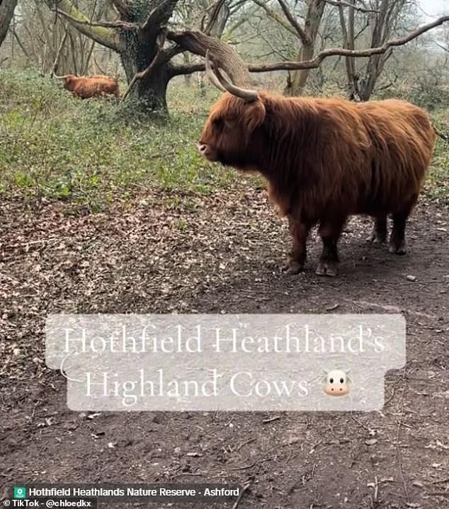 TikTok Trend Alarms Conservationists: Human Interaction Threatens Highland Cows in Kent Reserve
