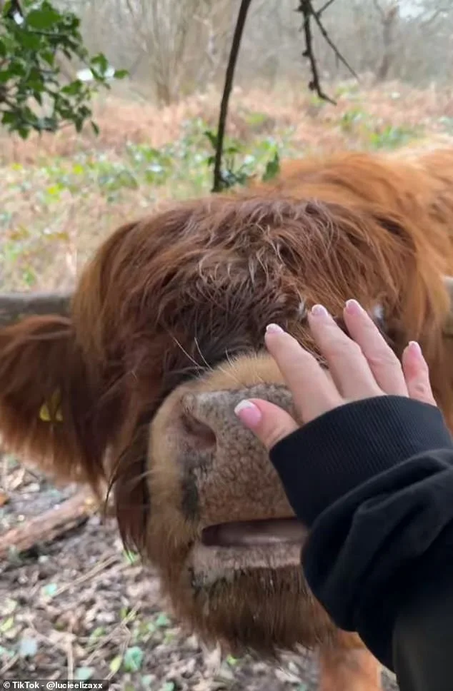 TikTok Trend Alarms Conservationists: Human Interaction Threatens Highland Cows in Kent Reserve