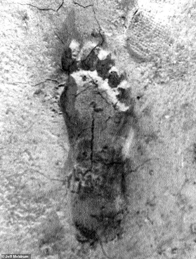 Ohio Witnesses Unprecedented Bigfoot Surge as Cryptozoologists Debate 'Flap' Phenomenon