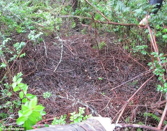 Ohio Witnesses Unprecedented Bigfoot Surge as Cryptozoologists Debate 'Flap' Phenomenon