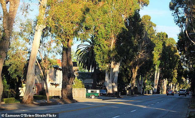 Burlingame Residents Mourn Loss of Iconic Eucalyptus Trees as Caltrans Project Sparks Emotional Rift