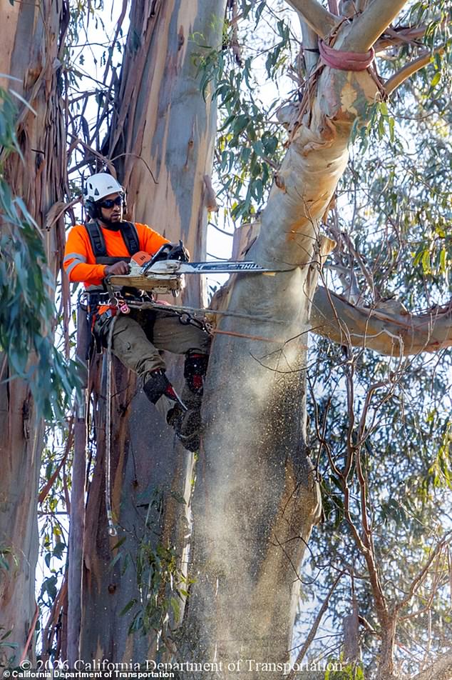 Burlingame Residents Mourn Loss of Iconic Eucalyptus Trees as Caltrans Project Sparks Emotional Rift